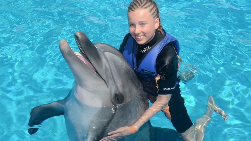 dolphin swimming in alanya