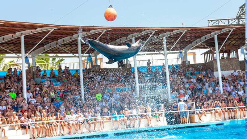 konakli dolphin show ticket