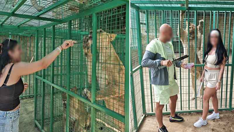 face to face with lions in alanya
