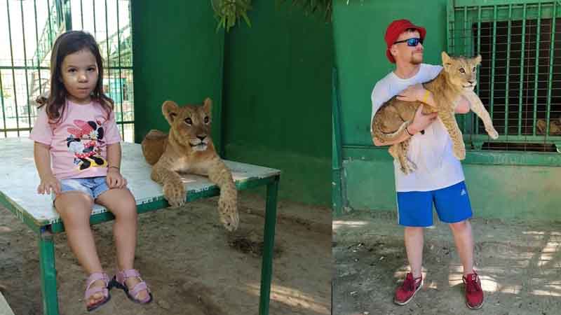 lion cub interaction panter safari