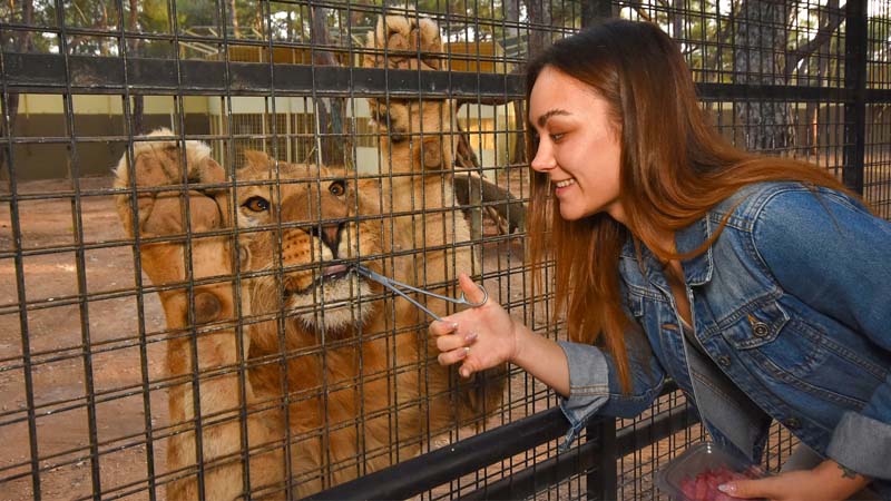 lion feeding kemer