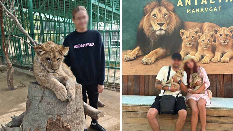 lions in alanya