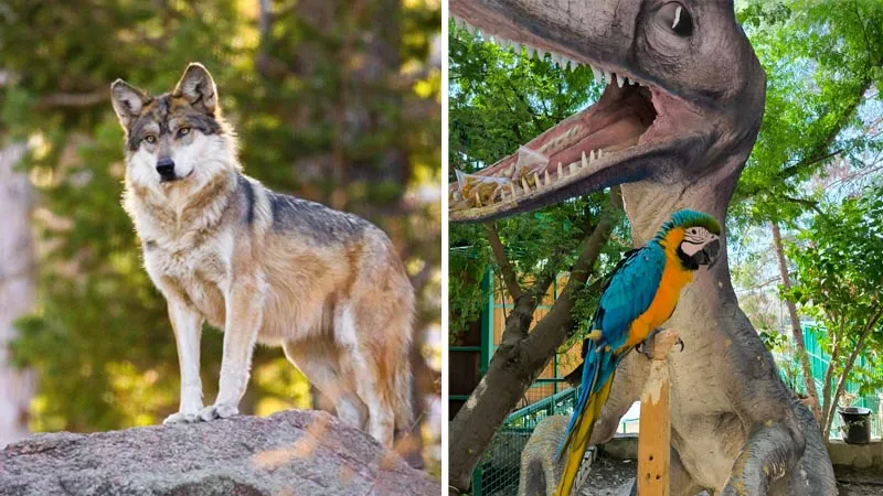 okurcalar zoo park